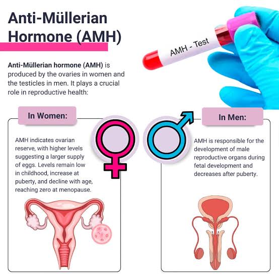 A.M.H An (anti-müllerian hormone) Test
